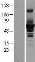 SEPT4 / Septin 4 Protein (Over-Expression Lysate Myc-DDK (Flag))
