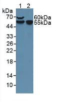 F7 / Factor VII Antibody (aa42-169)