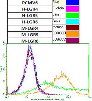 GPR49 / LGR5 Antibody (aa22-543, clone UMAB210)