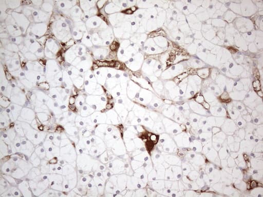 POTEG Antibody (clone OTI2G1)