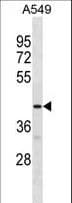 GPR52 Antibody (aa218-245)