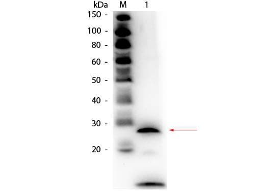 Polyclonal Rabbit anti-Bovine PRSS1 / Trypsin Antibody (Lyophilized, Biotin, IHC, WB)