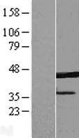 ERLIN1 / SPFH1 Protein (Over-Expression Lysate Myc-DDK (Flag))