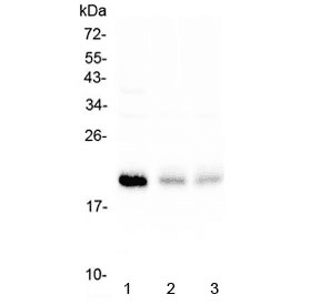 NIP3 / BNIP3 Antibody