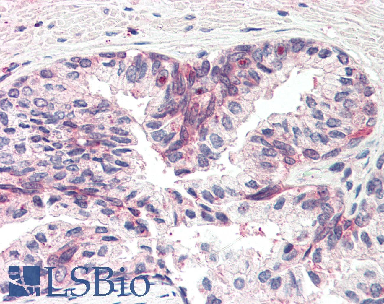 IHC-plus™ MSX1 Antibody (aa8-19)