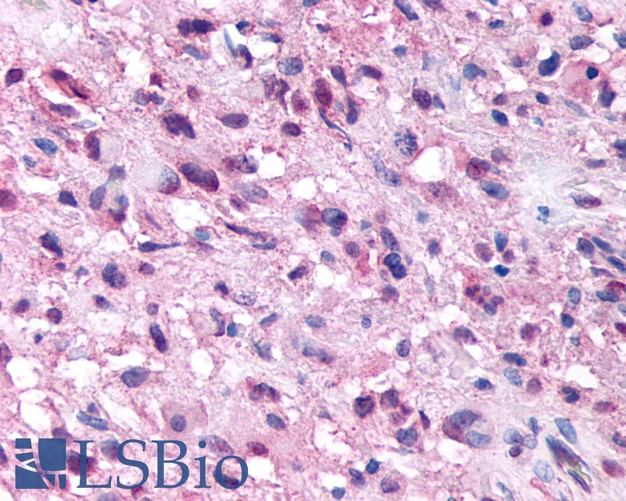 IHC-plus™ NPSR1 / NPSR / GPR154 Antibody (Extracellular Domain)