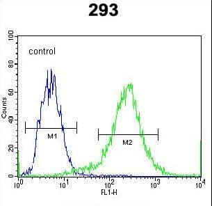 CTNNB1 / Beta Catenin Antibody (aa692-721)