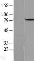 Human DBF4 Protein (Over-Expression Lysate Myc-DDK (Flag))