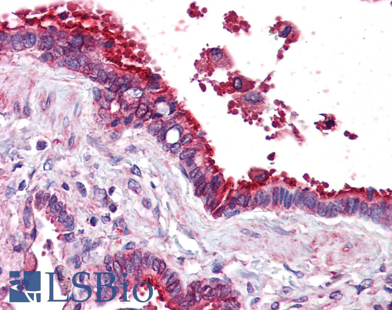 IHC-plus™ Monoclonal Mouse anti-Human TUBB / Beta Tubulin Antibody (clone AT5B2, IHC, IF, WB)