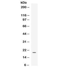PROK1 / EG-VEGF Antibody