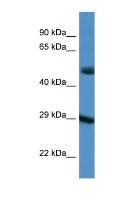 GJD3 / CX31.9 / Connexin 3.9 Antibody (aa198-247)