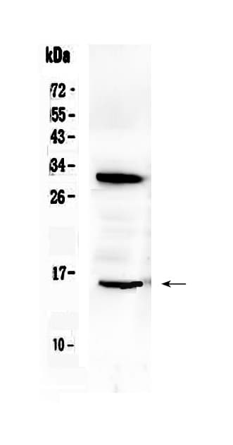 ID2 Antibody