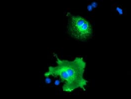 NUCB1 / Nucleobindin Antibody (clone OTI1G3)