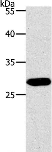 PAX5 Antibody