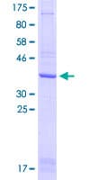 Human CLEC12A / CD371 Protein (Recombinant GST, N-terminus)