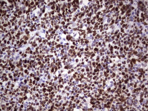 MCM2 Antibody (clone OTI1G4)