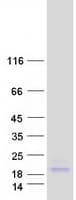 Human FXYD7 Protein (Recombinant Myc-DDK (Flag))