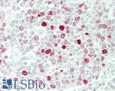 IHC-plus™ Histone H1 Antibody (N-Terminus)
