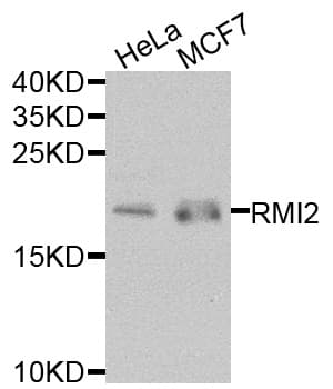 RMI2 / C16orf75 Antibody