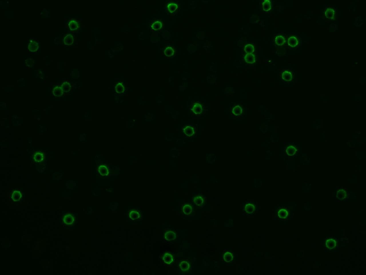 CD8A / CD8 Alpha Antibody (Preservative Free)