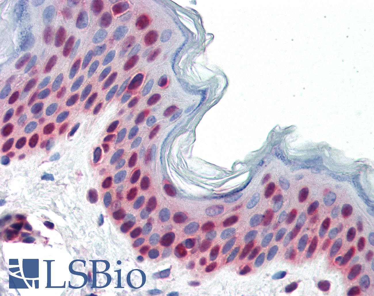PathPlus™ Polyclonal Rabbit anti-Human PAX7 Antibody (aa167-216, IHC, WB)