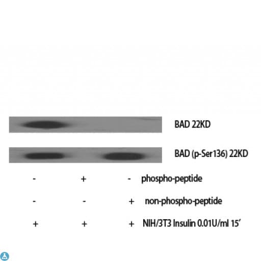 BAD Antibody