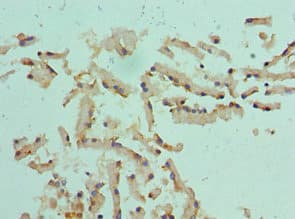 CST1 / Cystatin SN Antibody (aa20-141)