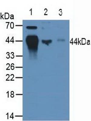 HLA-B Antibody (aa26-309)
