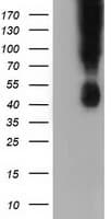 Monoclonal Mouse anti-Human CD80 Antibody (clone OTI2E5, IHC, IF, WB)