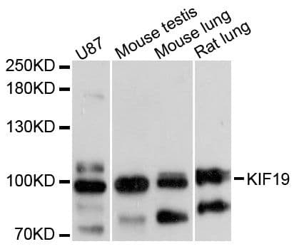 KIF19 Antibody