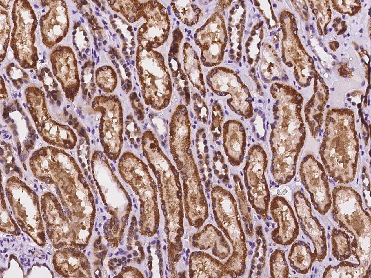 DNAJC8 Antibody