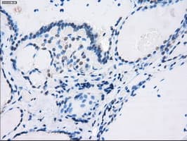 CD32A Antibody (clone OTI9C6, Carrier-free)