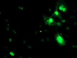 Monoclonal Mouse anti-Human SERPINA5 / PCI Antibody (clone OTI2D12, Carrier-free, IF, WB)