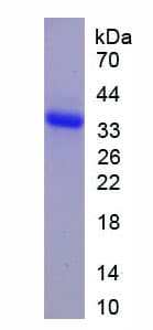 Mouse SFRP1 Protein (Recombinant His)