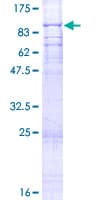 Human SRBD1 Protein (Recombinant GST)