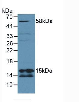 CBT1 / SDHD Antibody (aa1-159)