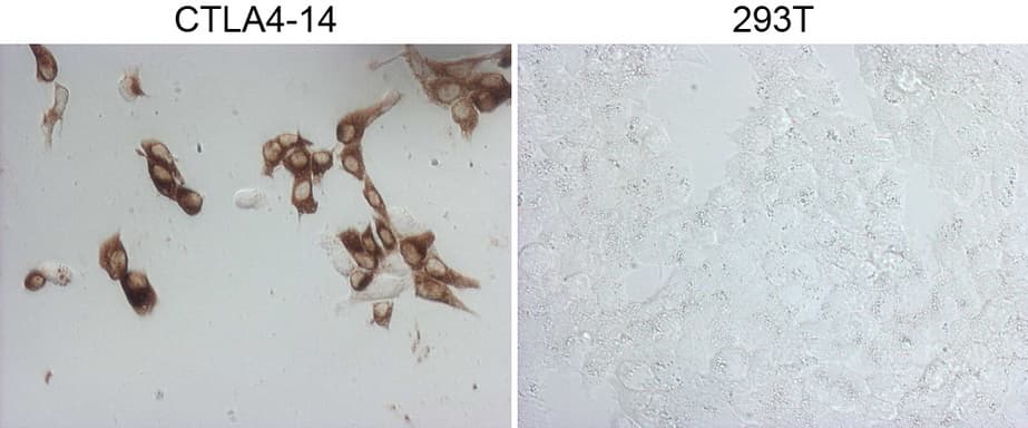 CTLA4 / CD152 Antibody (clone OTI1E2, Carrier-free)