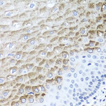 F3 / CD142 / Tissue factor Antibody
