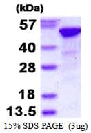 Human RBBP4 / RBAP48 Protein (Recombinant His)