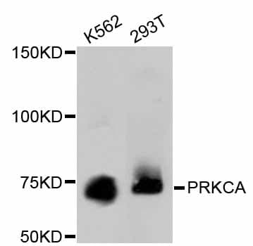 PRKCA / PKC-Alpha Antibody