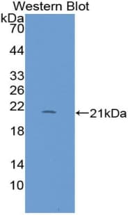 REG1B Antibody (aa23-166, Cy3)