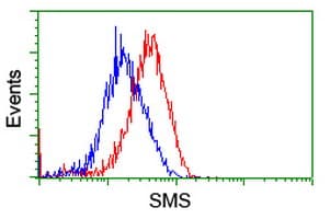 SMS / Spermine Synthase Antibody (clone OTI1G7)