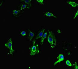 SIRPB1 / CD172b Antibody