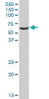ZNF133 Antibody (clone 1C6)