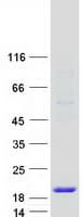Human GOLGA7 Protein (Recombinant Myc-DDK (Flag))