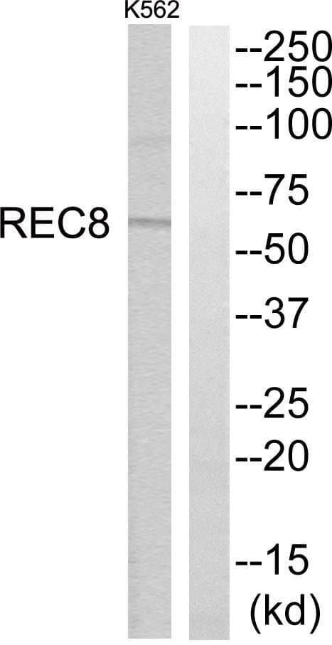 REC8 Antibody
