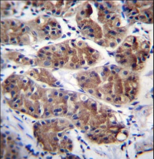PCDHGC5 Antibody (aa499-526)