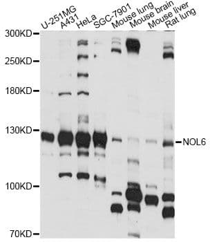 NOL6 / NRAP Antibody