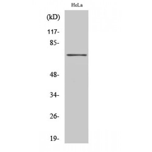 HKR1 Antibody (110-190 aa, Internal)