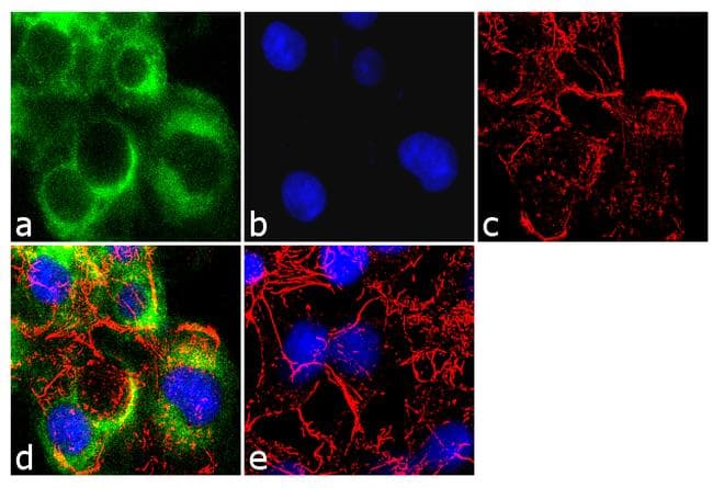 APOB / Apolipoprotein B Antibody (clone F2C3)